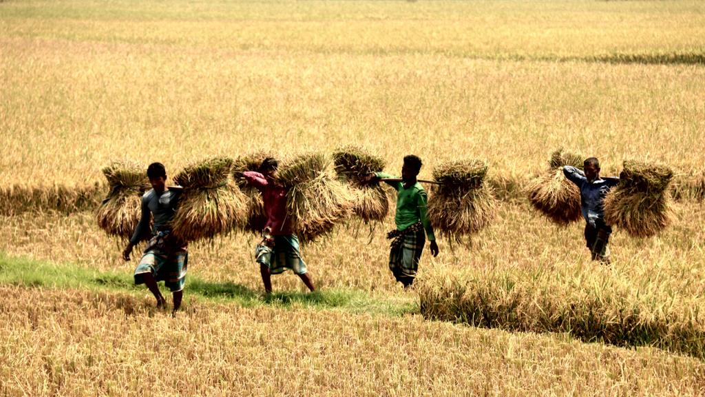 বোরো ধান কাটার উৎসব চলছে কৃষকের মাঠে।